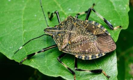 Kinds of Invasive Pests in Indianapolis That Pest Control Experts Can Handle Effectively