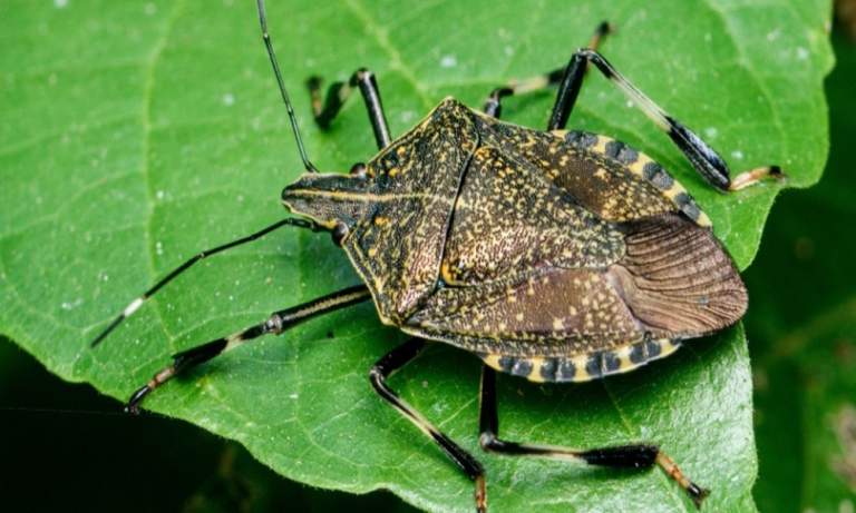 Kinds of Invasive Pests in Indianapolis That Pest Control Experts Can Handle Effectively